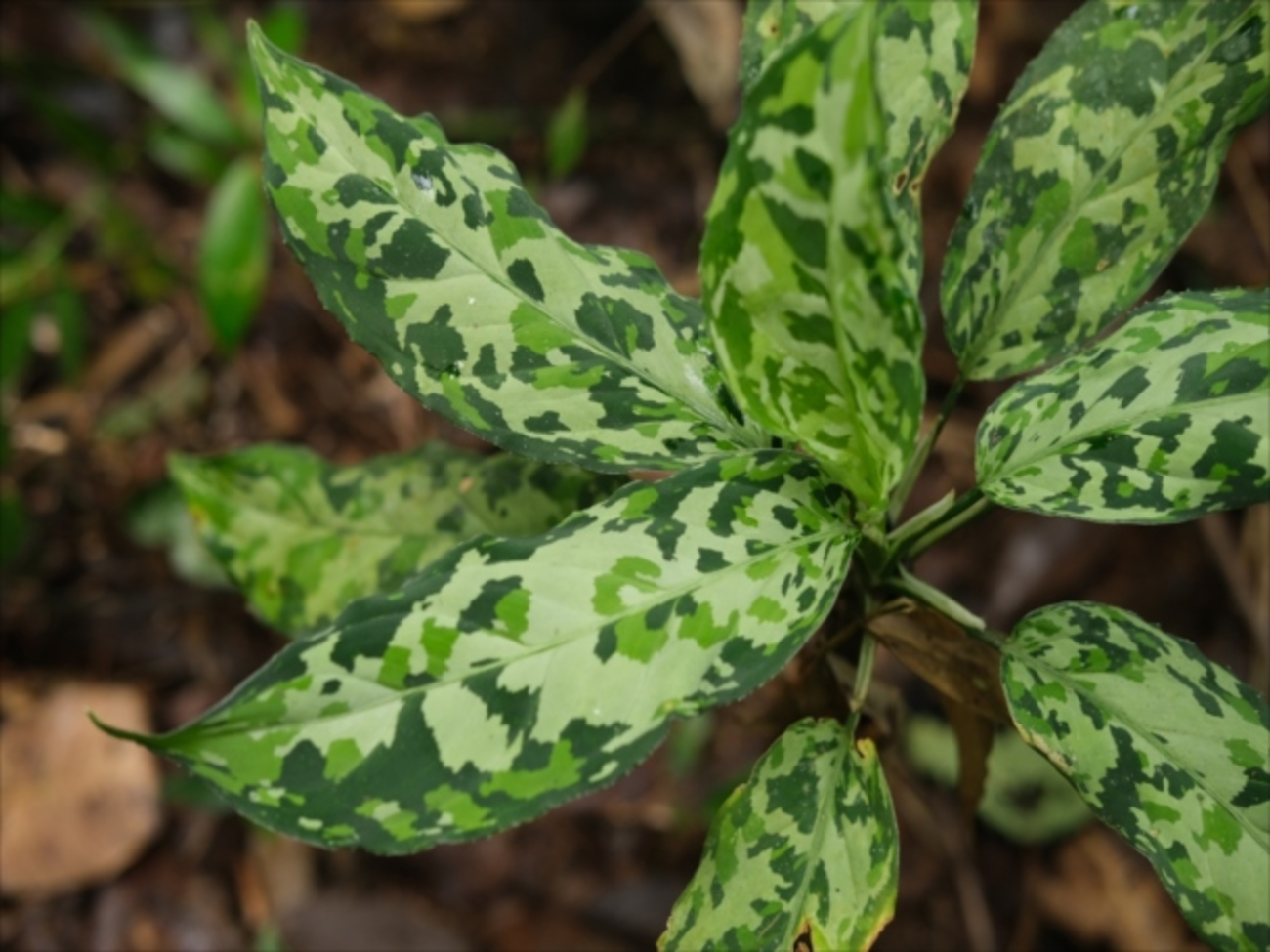 Aglaonema pictum