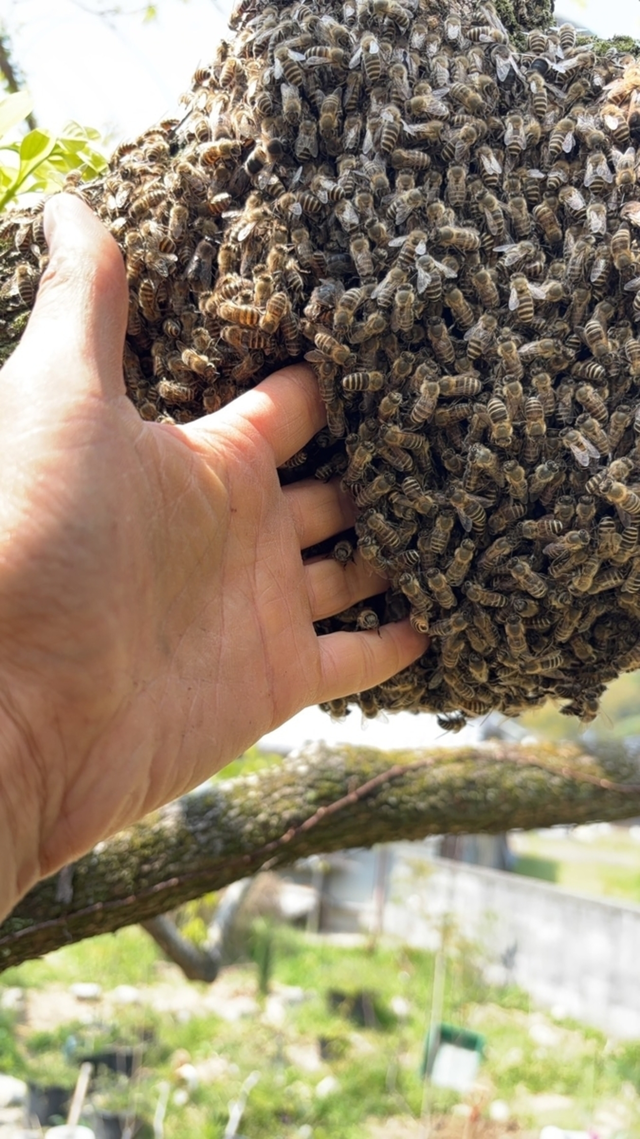 日本ミツバチ大家族が、巣箱ごと引っ越してきた！ - オルタナ改装から 