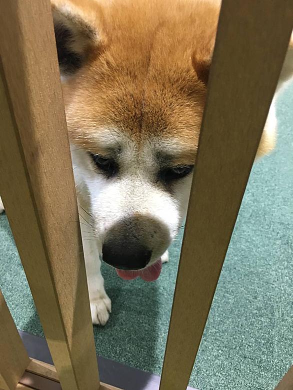 秋田犬保存会とは 動植物の人気 最新記事を集めました はてな