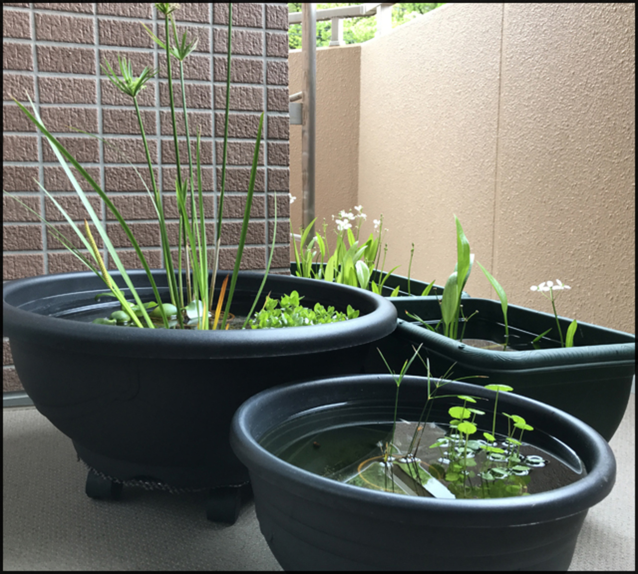 ベランダでメダカ飼育：おすすめ容器は？ - メダカとベランダ暮らし