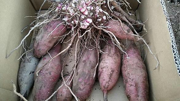 ヤーコンとは 動植物の人気 最新記事を集めました はてな ヤーコンとは 動植物の人気 最新記事を集めました はてな