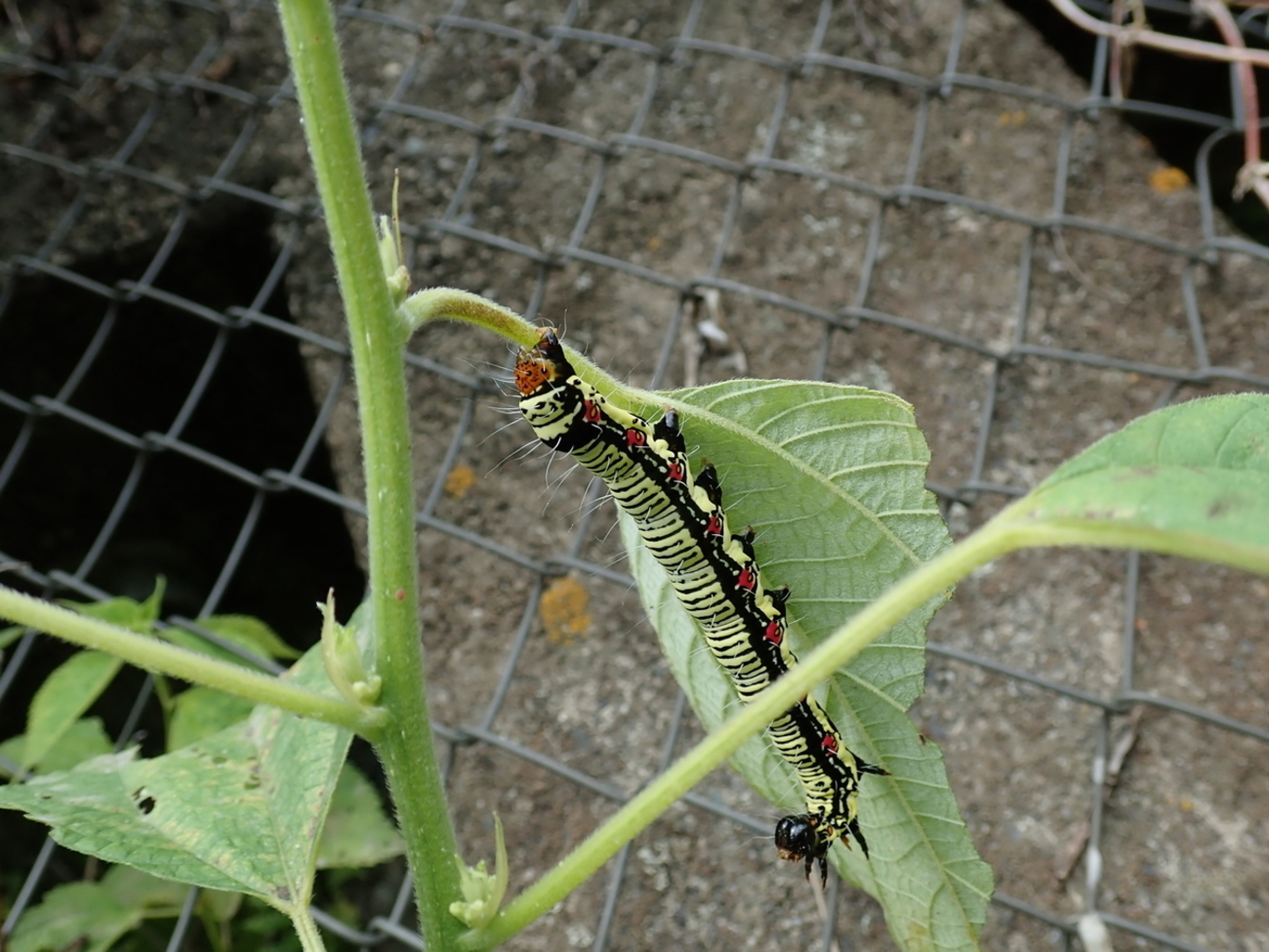 緑と黒の巨大毛虫フクラスズメ。 毒々しい姿なものの毒はない 