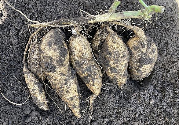 サツマイモとは 動植物の人気 最新記事を集めました はてな