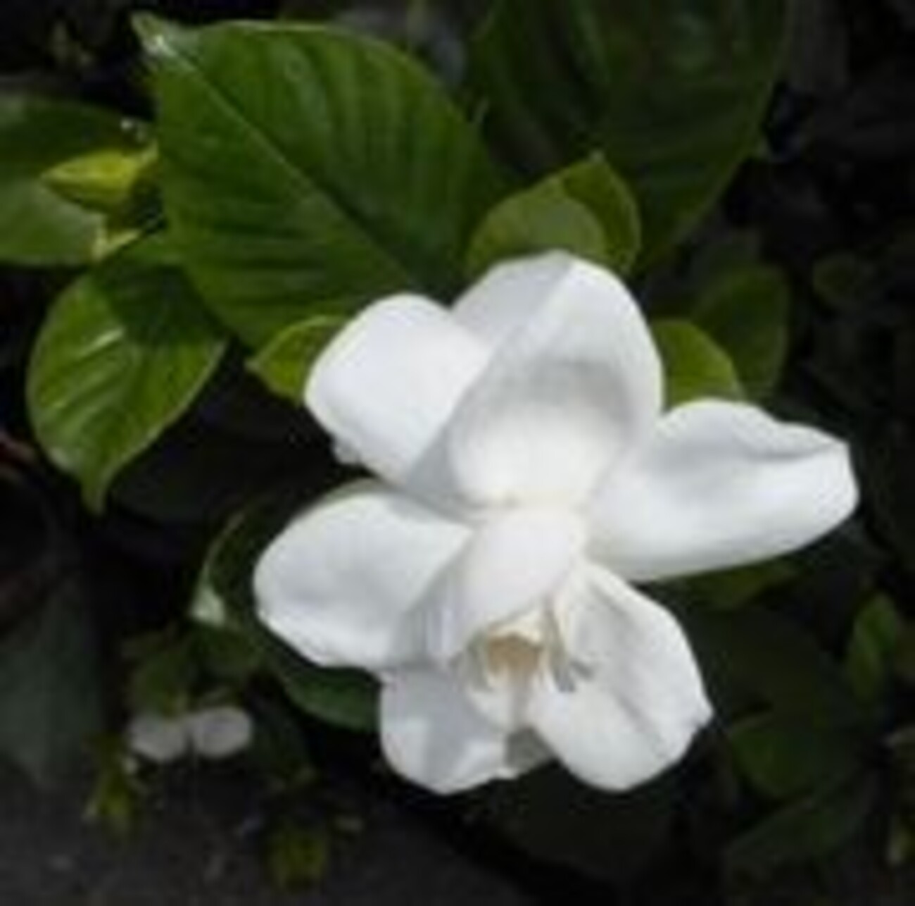 梔子(くちなし)の花 - amanokakeru’s blog