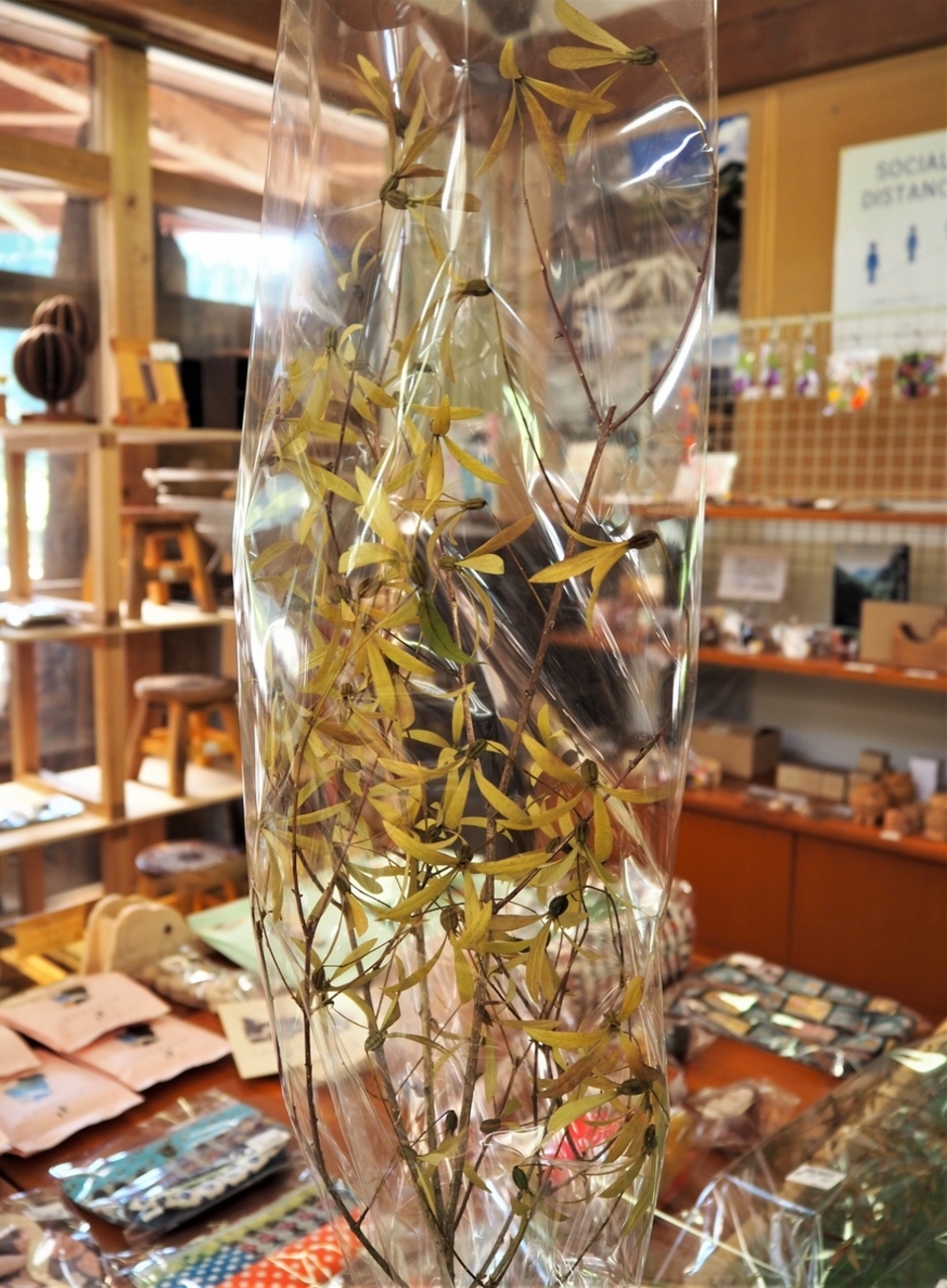 枝付きつくばね ツクバネ 衝羽根 ながく 山野草 茶花 工作 おせち料理 室礼