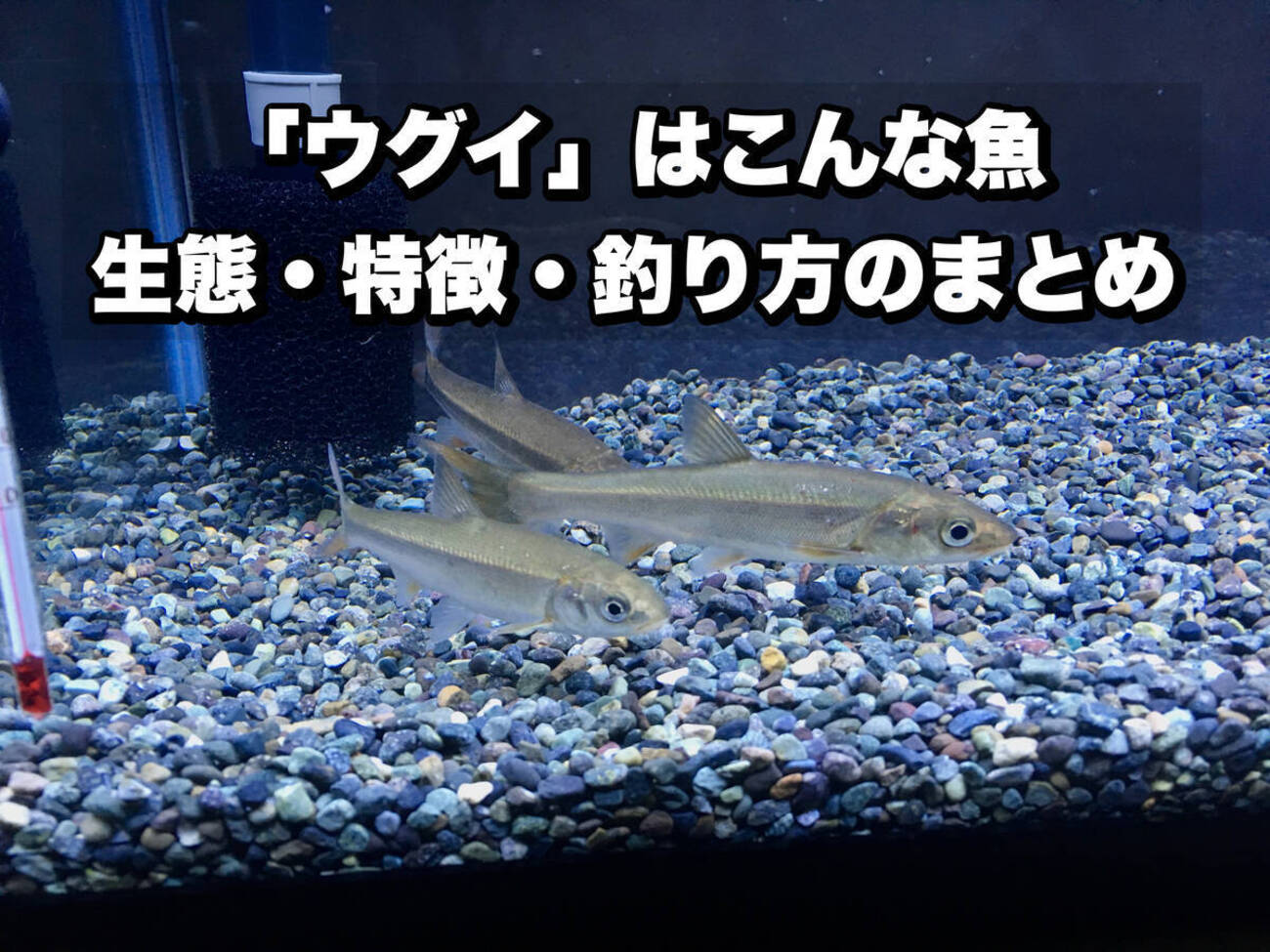 ウグイ」はこんな魚！生態・特徴・釣り方などのまとめ！ - Uguing Life!