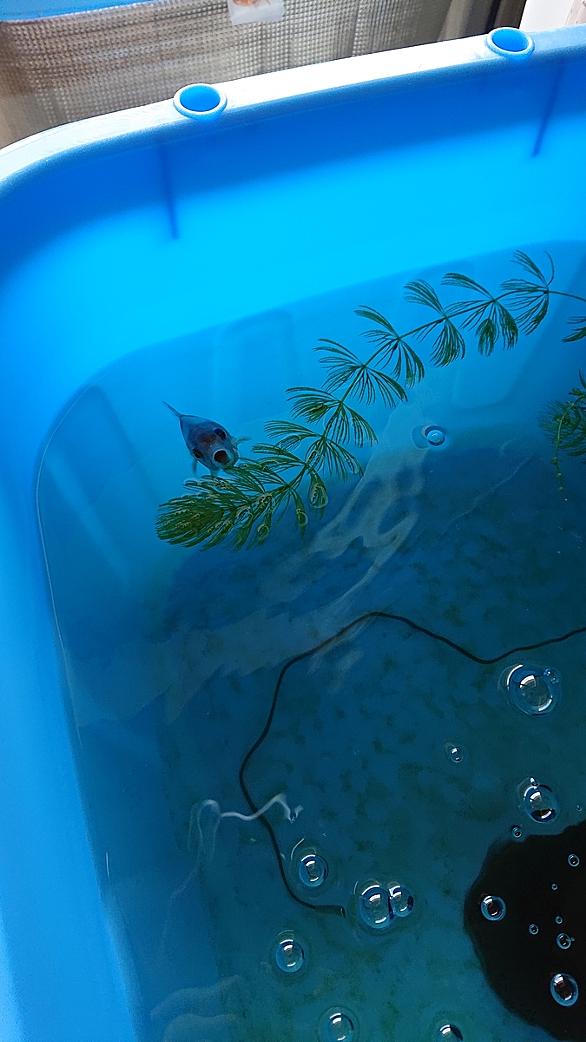 コメとは 動植物の人気 最新記事を集めました はてな