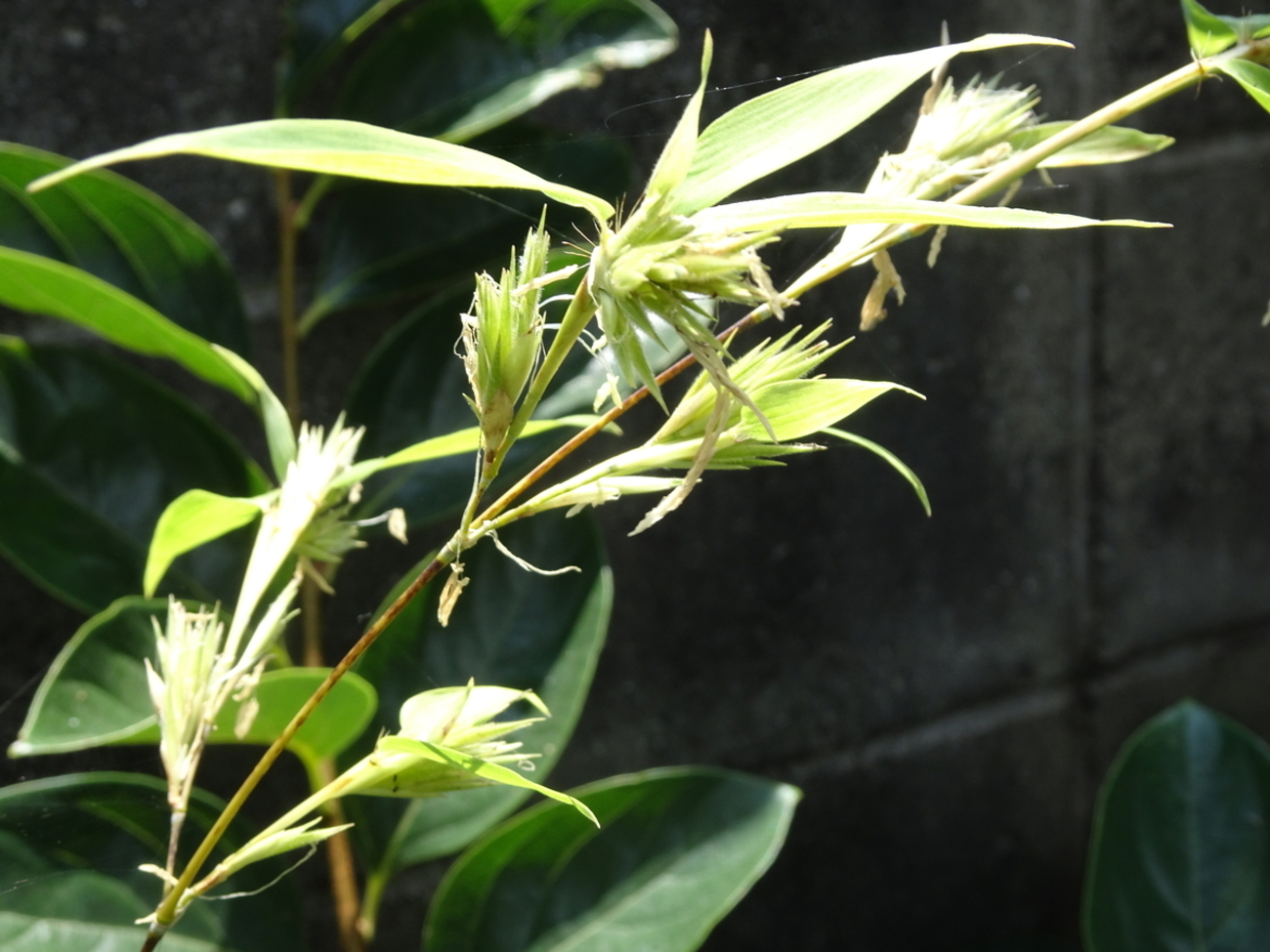 竹の花が咲いた。120年に一度。 - hiromiyoshi2000のブログ