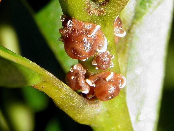 カイガラムシとは 動植物の人気 最新記事を集めました はてな