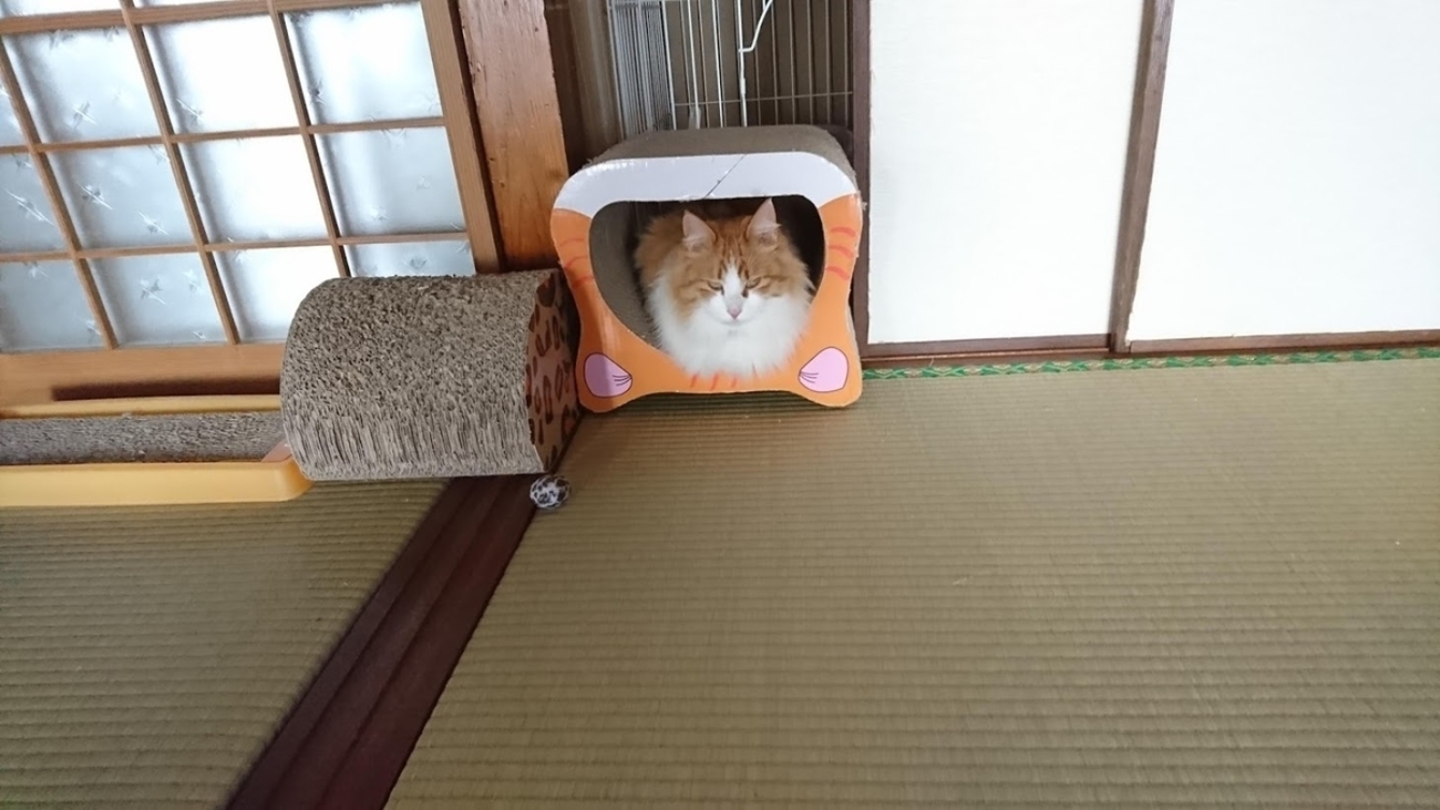 2.22 今年のにゃんにゃんにゃんの日 動物病院 - おひとりさまライフ 保護猫ちゃんと一緒