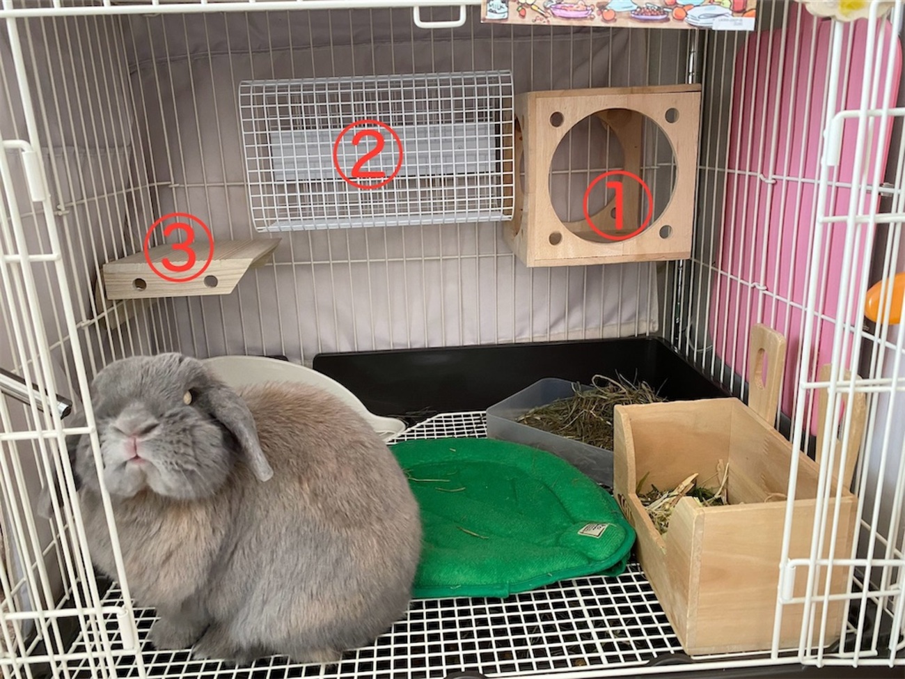 つきの新しいケージで快適な暮らしを実現！ - たれみみ日和