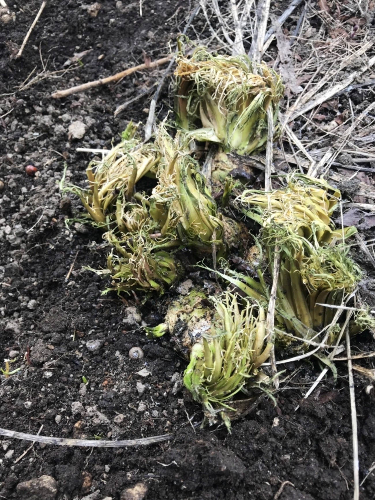 北海道の春の味覚「山わさび」を掘りに行きました。 - どさんこカメラ