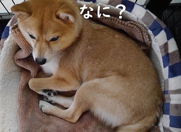 肉球とは 動植物の人気 最新記事を集めました はてな