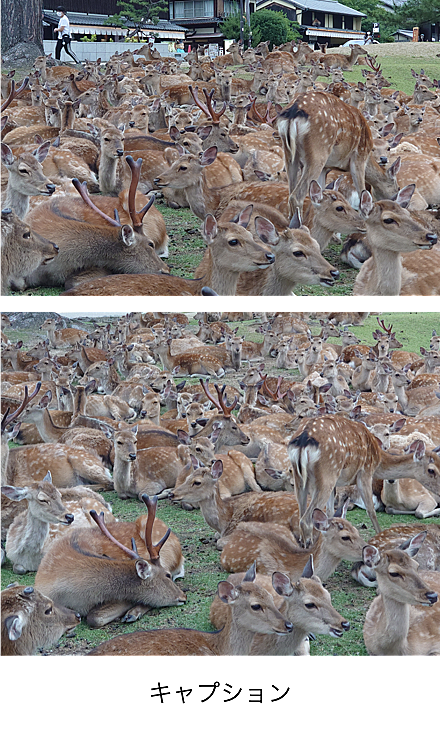 奈良公園とは 地理の人気 最新記事を集めました はてな 奈良公園とは 地理の人気 最新記事を集めました はてな