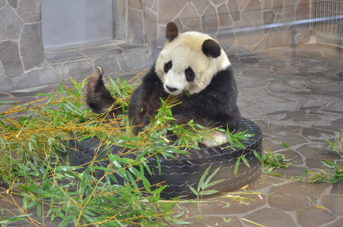 王子動物園 2010•2011ダイアリー 王子動物園 2010&2011年 ダイアリー
