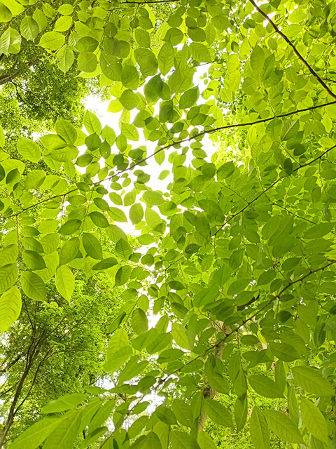 新緑の散歩で発見！不思議な植物。 - のたりといきたい。