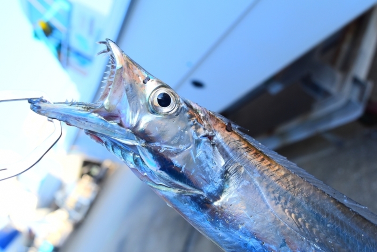 太刀魚 タチウオ(太刀魚)のドラゴン級とは？その定義やサイズについて