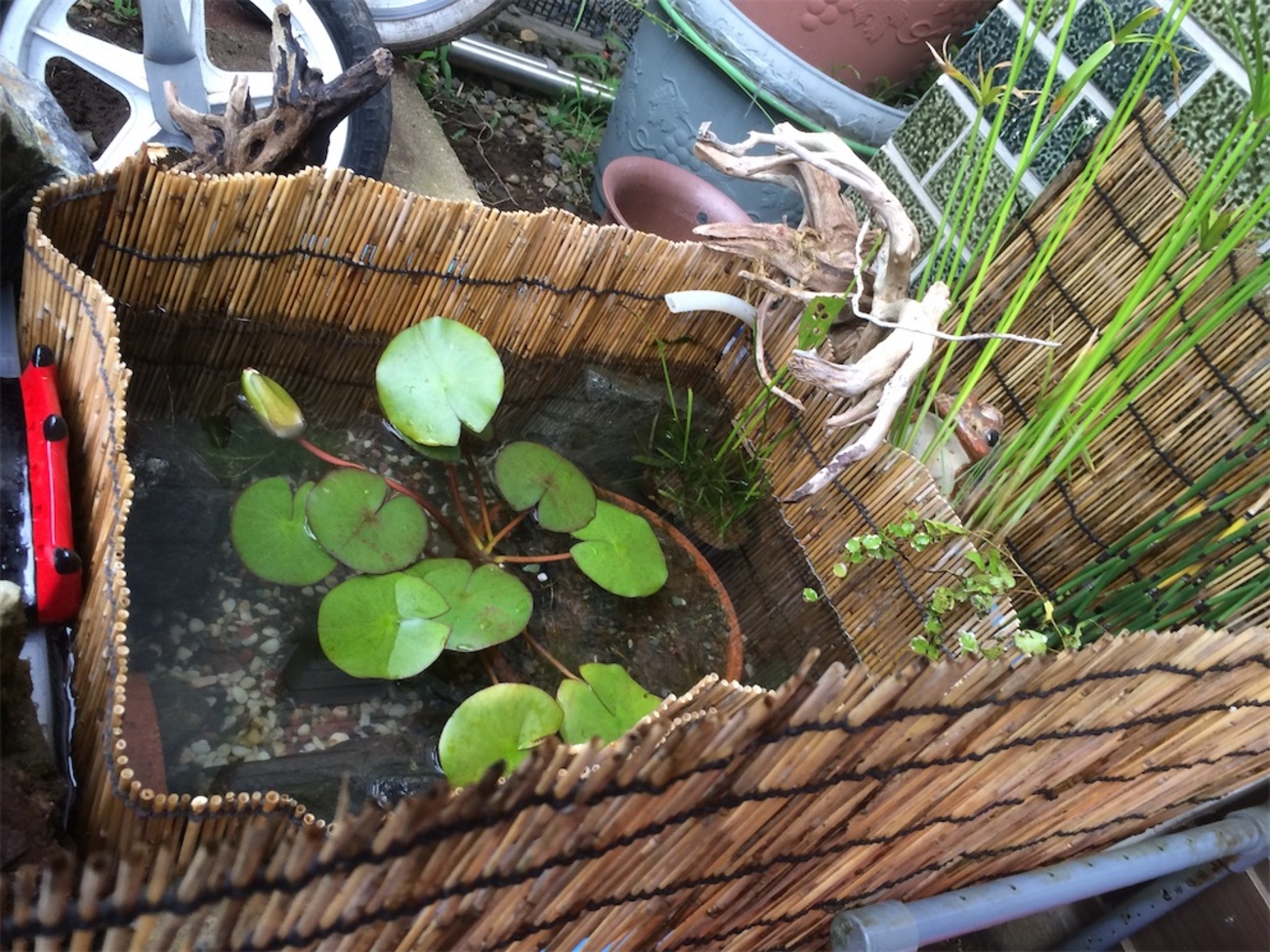 メダカビオトープにオススメ植物その①…熱帯性睡蓮 - 癒される水の世界