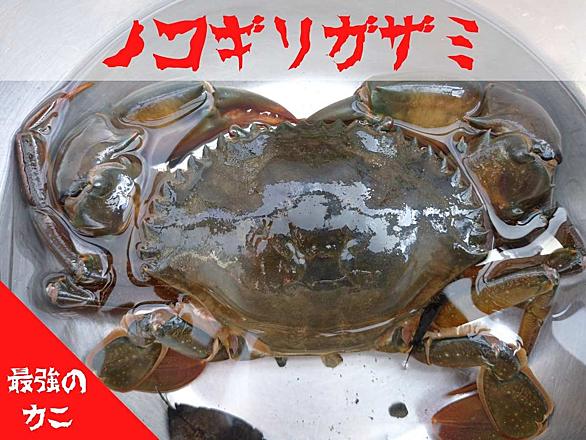ノコギリガザミとは 動植物の人気 最新記事を集めました はてな