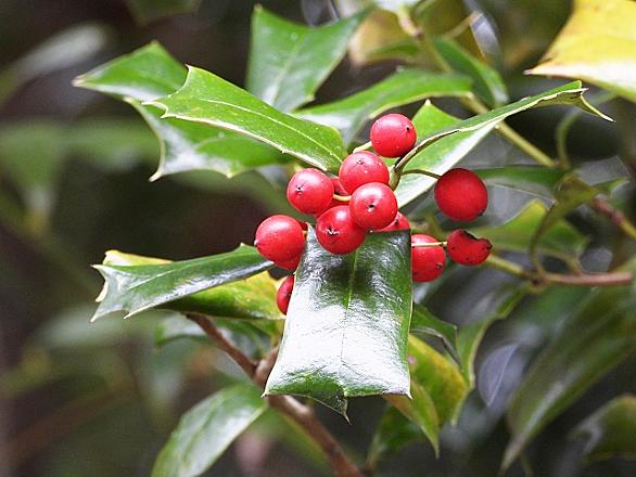 クリスマスリースとは 一般の人気 最新記事を集めました はてな クリスマスリースとは 一般の人気 最新記事を集めました はてな