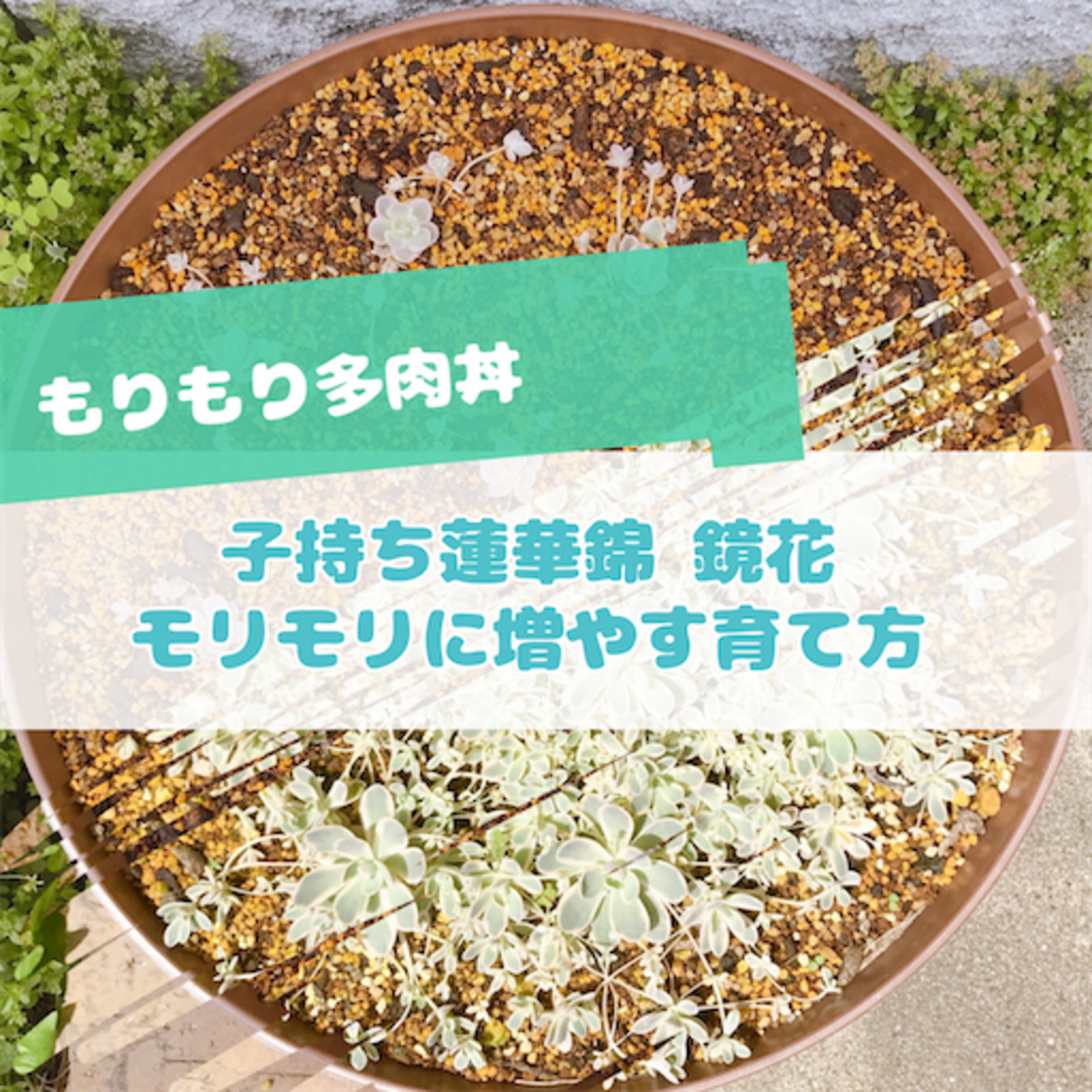 backend=imagemagick;version=1;