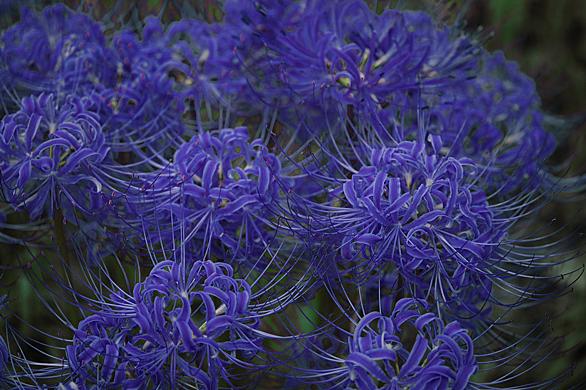 彼岸花とは 動植物の人気 最新記事を集めました はてな 彼岸花とは 動植物の人気 最新記事を集めました はてな