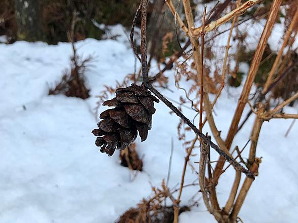 松ぼっくりとは 動植物の人気 最新記事を集めました はてな 松ぼっくりとは 動植物の人気 最新記事を集めました はてな