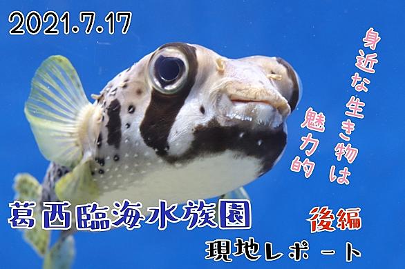 ニシキベラとは 一般の人気 最新記事を集めました はてな ニシキベラとは 一般の人気 最新記事を集めました はてな