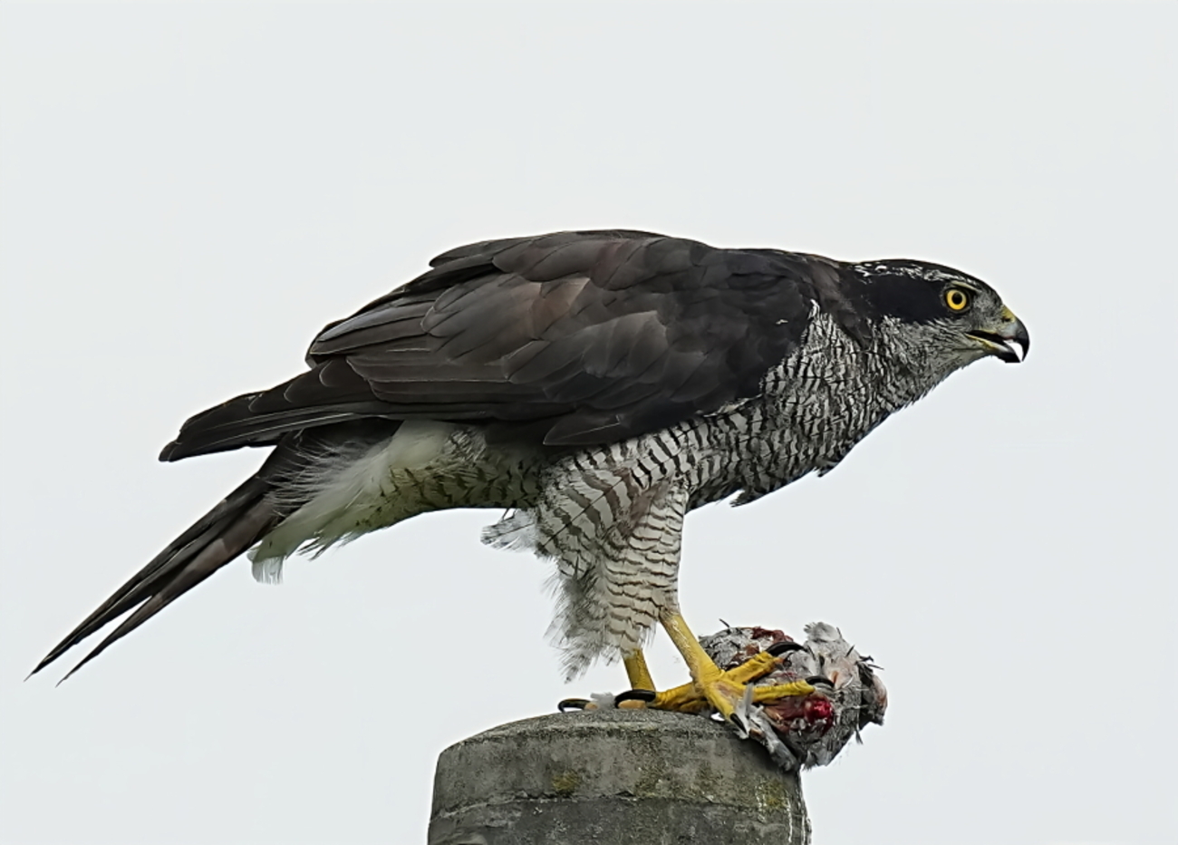 花鳥9 チョウゲンボウ。 - tenmokusan555の日記 / 祖新六四の花鳥風月