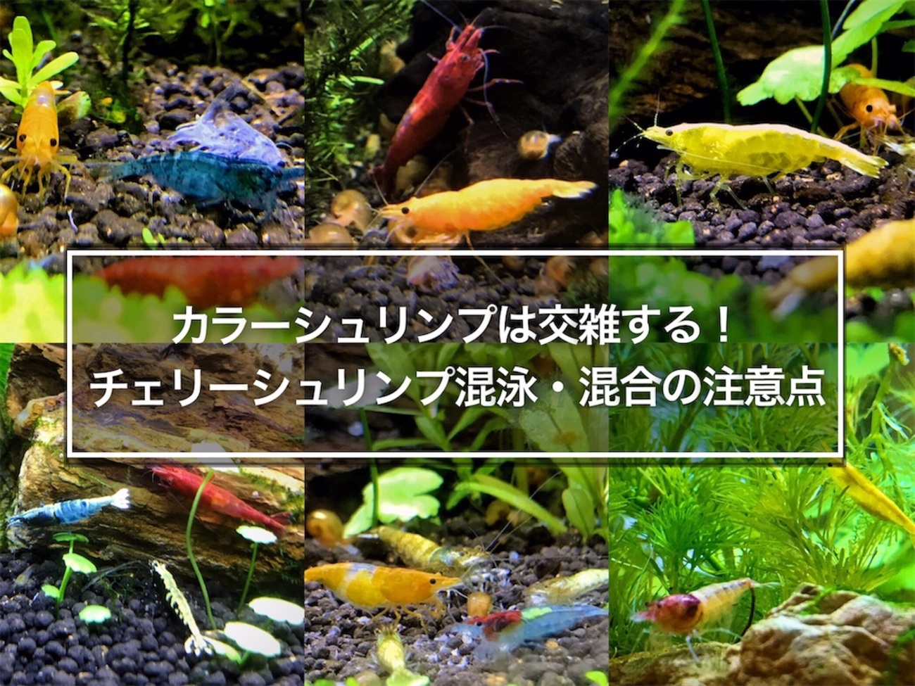 新種 青龍シュリンプ ペア