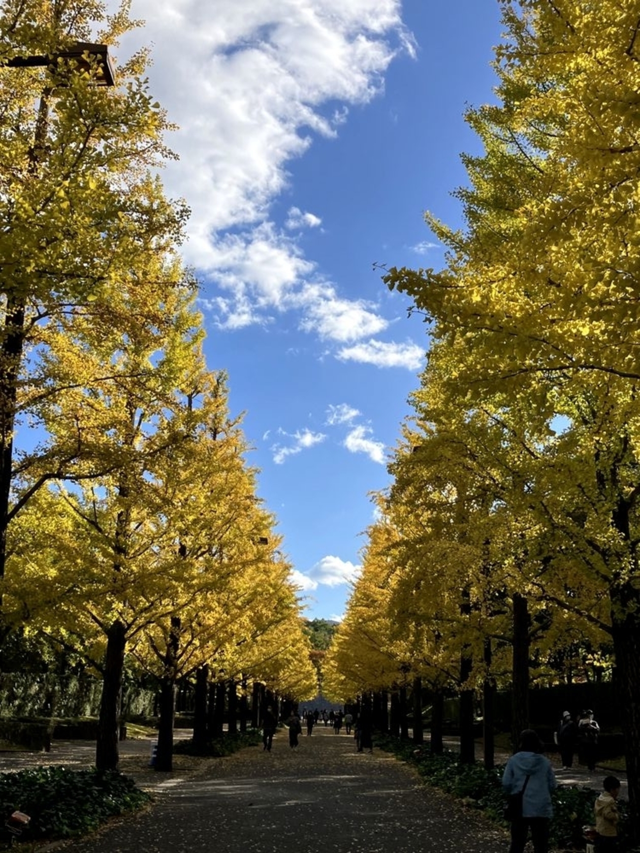 『秋の銀杏並木』 吾妻運動公園の銀杏並木 - バイク好きおくさんのツーリング日記