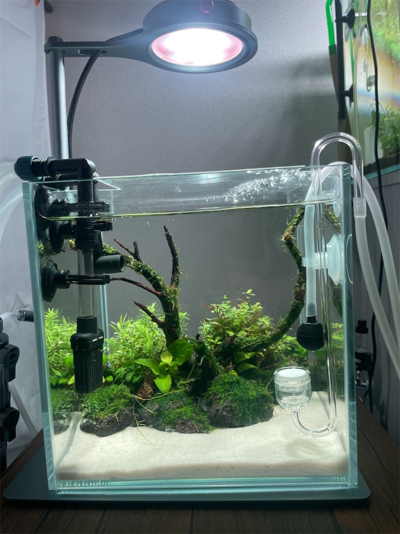 20cmキューブ水槽を使った水草レイアウトの紹介 - 水景と日常