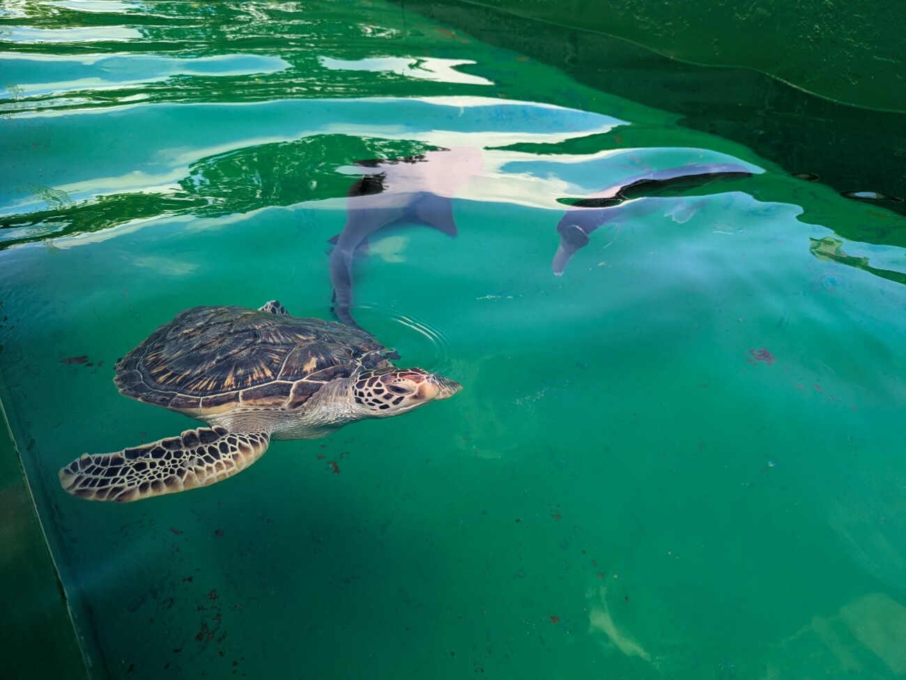 藤笠砂都子　Soar ピースサインでお馴染みの芽付き竹。 日光を浴びてあまりにも
