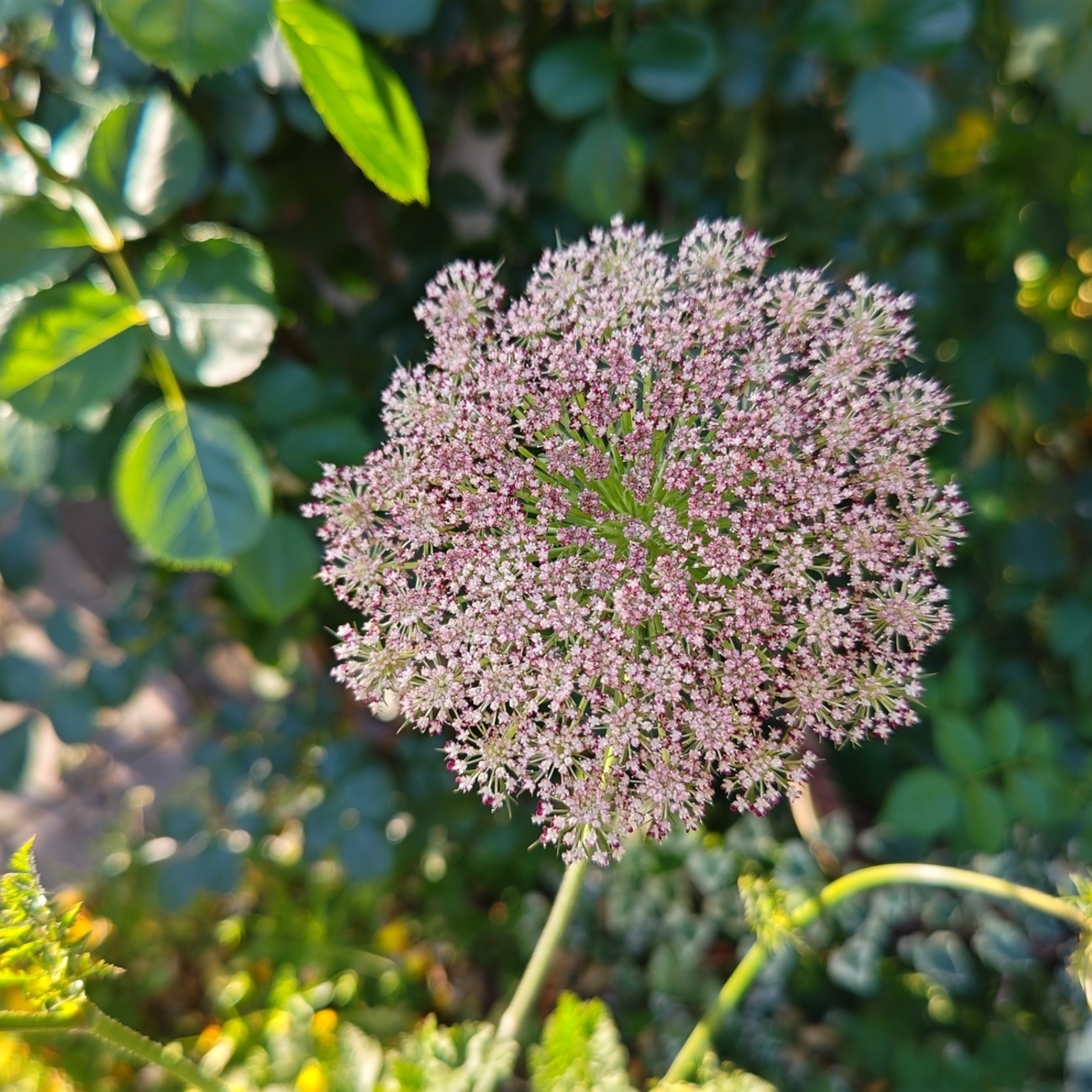 ブラックレースフラワーとブラックレースフラワー、ニンジンのお花 