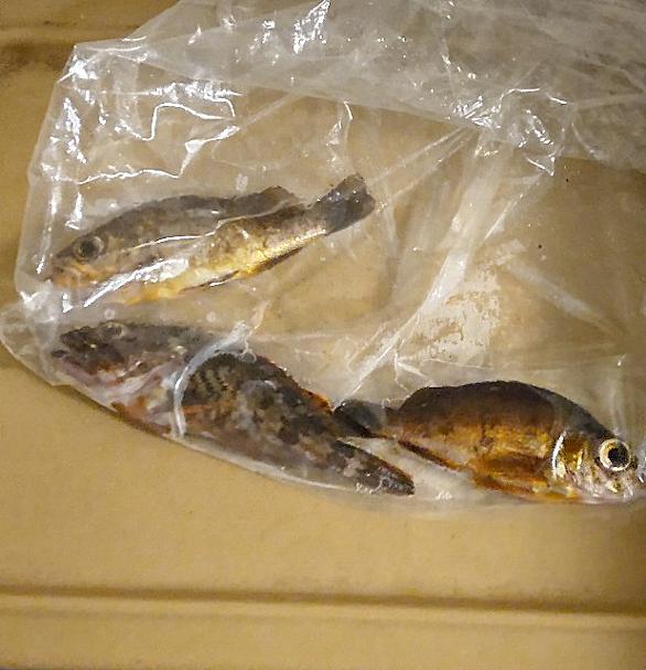 ハオコゼとは 動植物の人気 最新記事を集めました はてな ハオコゼとは 動植物の人気 最新記事を集めました はてな