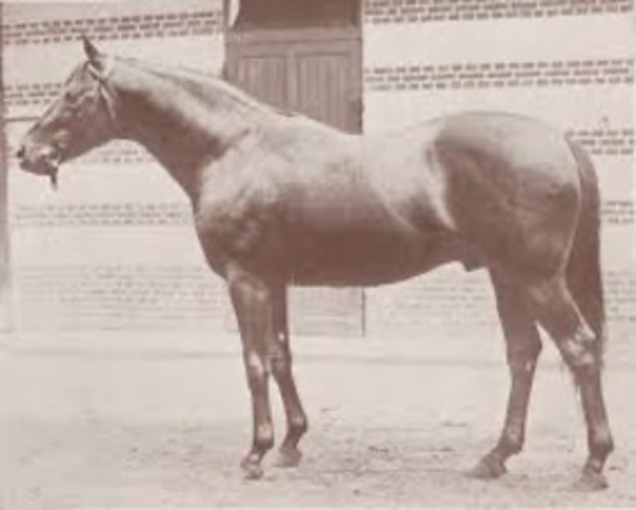 テディ｜世界競馬に影響した名種牡馬 - 特定看護師が教える！麻酔管理