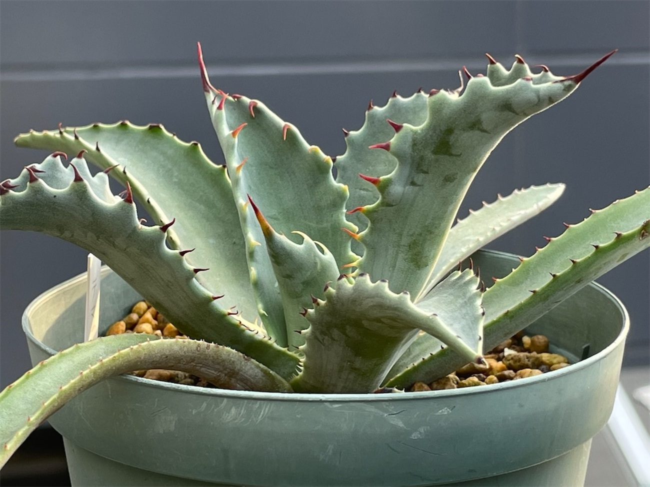 テマカプリネンシスの購入と植替え - もらとりあむ