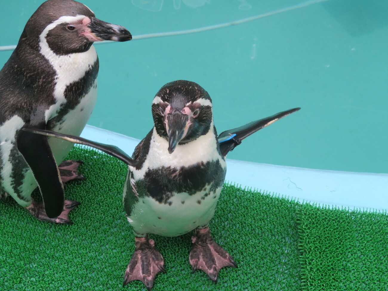 backend=imagemagick;version=1;