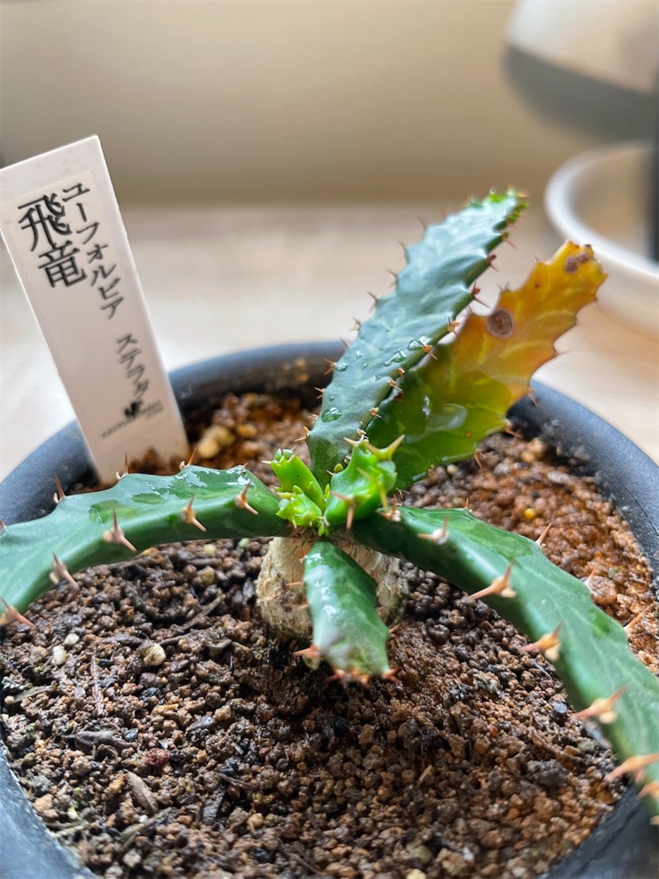 飛竜の購入と植替え - もらとりあむ