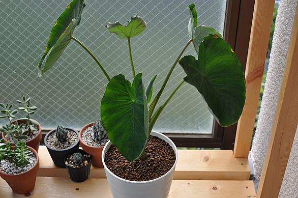 サトイモとは 動植物の人気 最新記事を集めました はてな