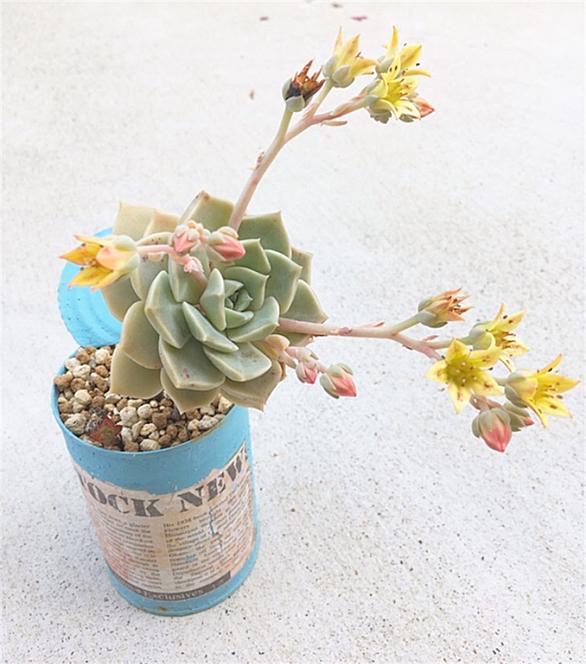 花芽とは 動植物の人気 最新記事を集めました はてな 花芽とは 動植物の人気 最新記事を集めました はてな