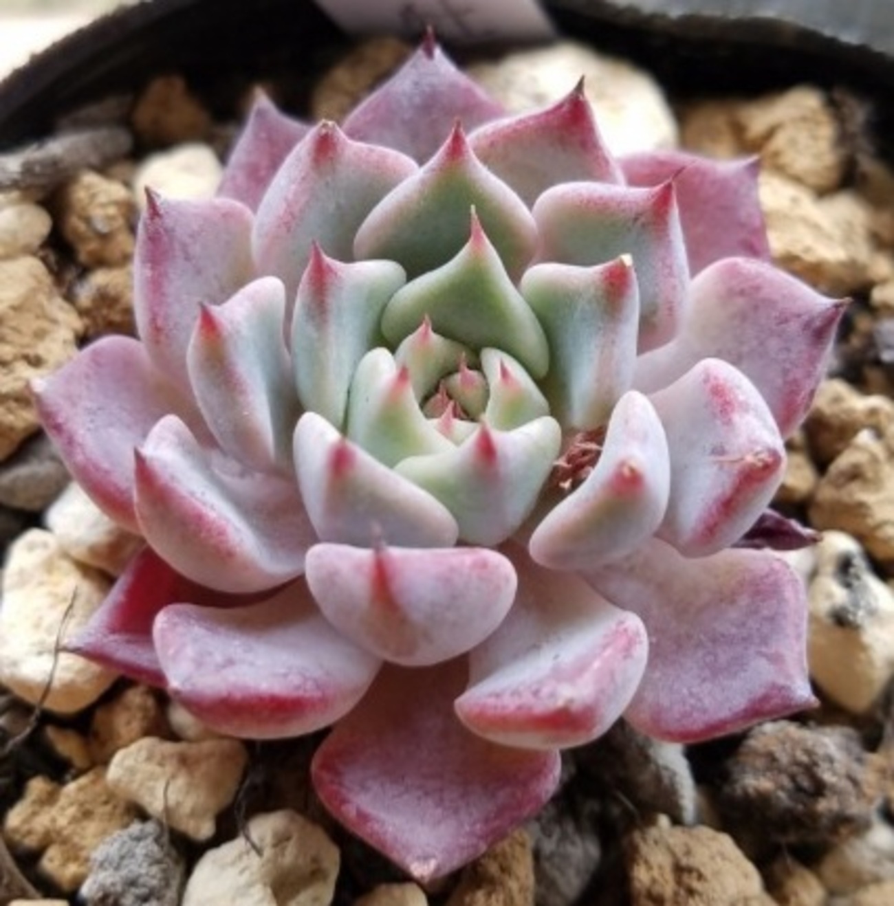 沙羅姫牡丹 - 妻の多肉と庭いじり