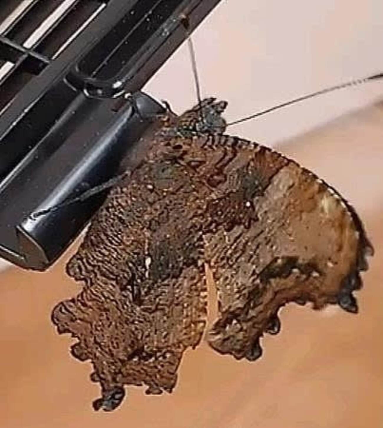 羽化後の初々しいルリタテハの動画📷 - YUの昆虫観察