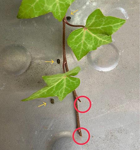 観葉植物の害虫とは 人気 最新記事を集めました はてな