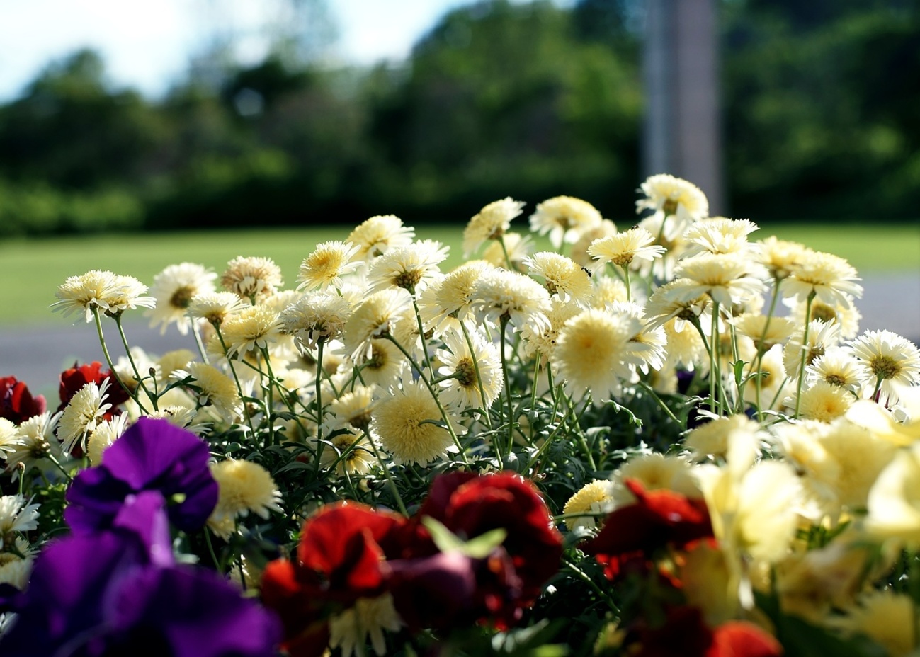 backend=imagemagick;version=1;