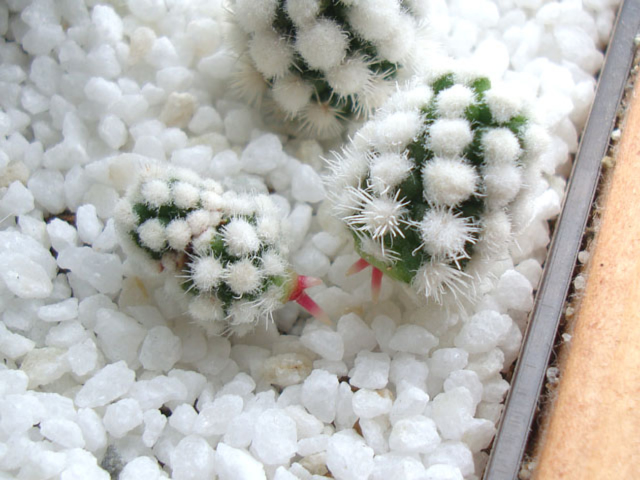 白狐伝】カキ子 発根済み！ （白狐伝】カキ子 発芽済み！ （芽が出た芽 