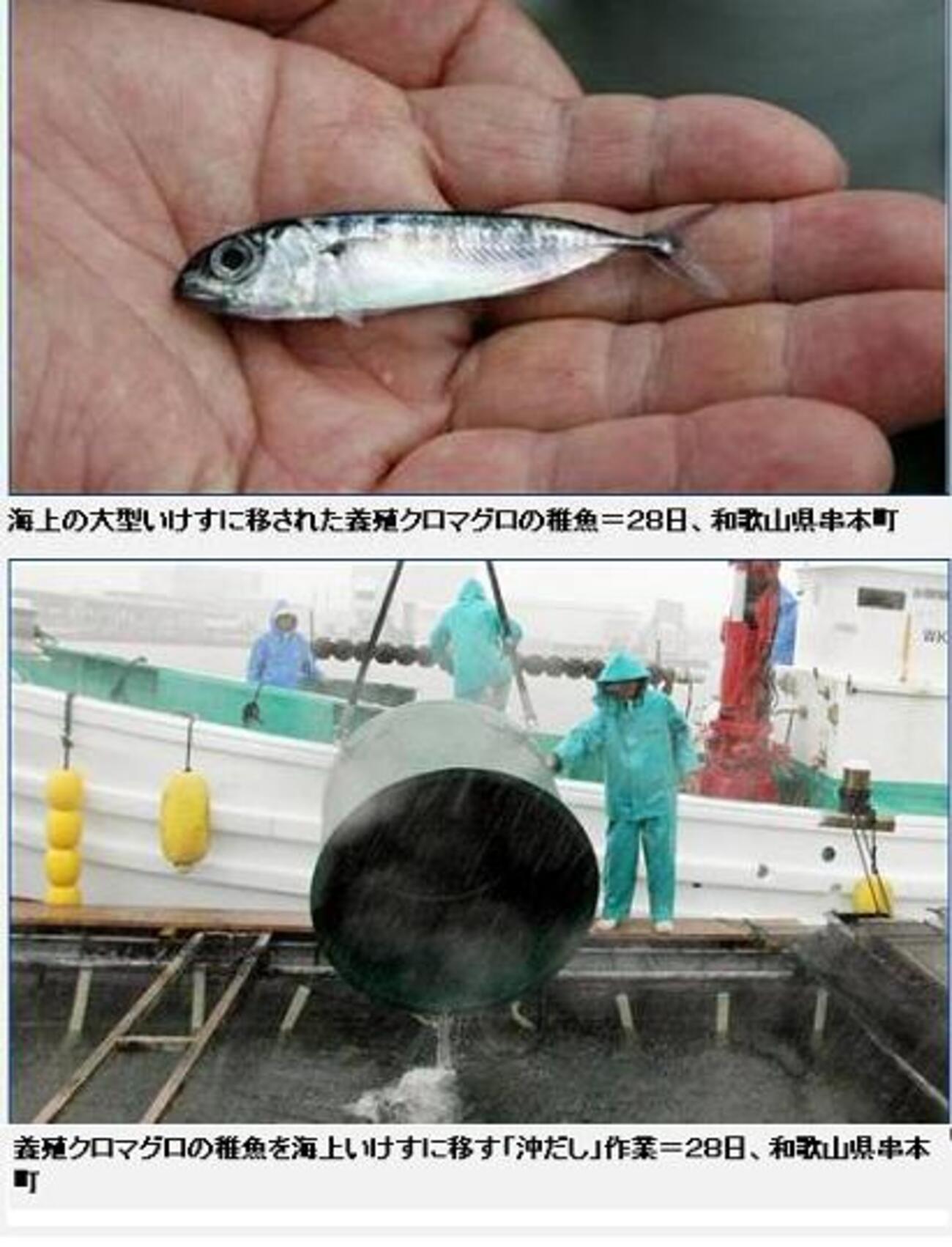 養殖パンチラ 