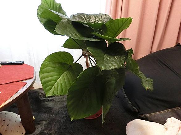 セラミスグラニューとは 動植物の人気 最新記事を集めました はてな セラミスグラニューとは 動植物の人気 最新記事を集めました はてな