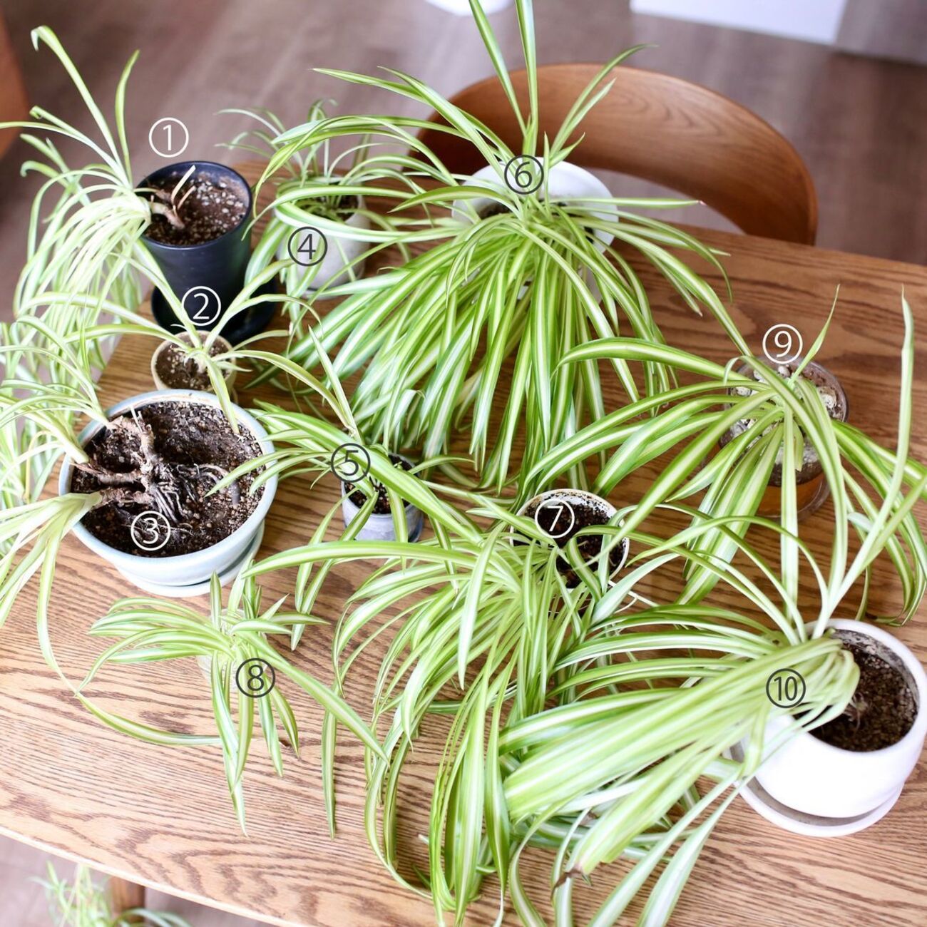 backend=imagemagick;version=1;