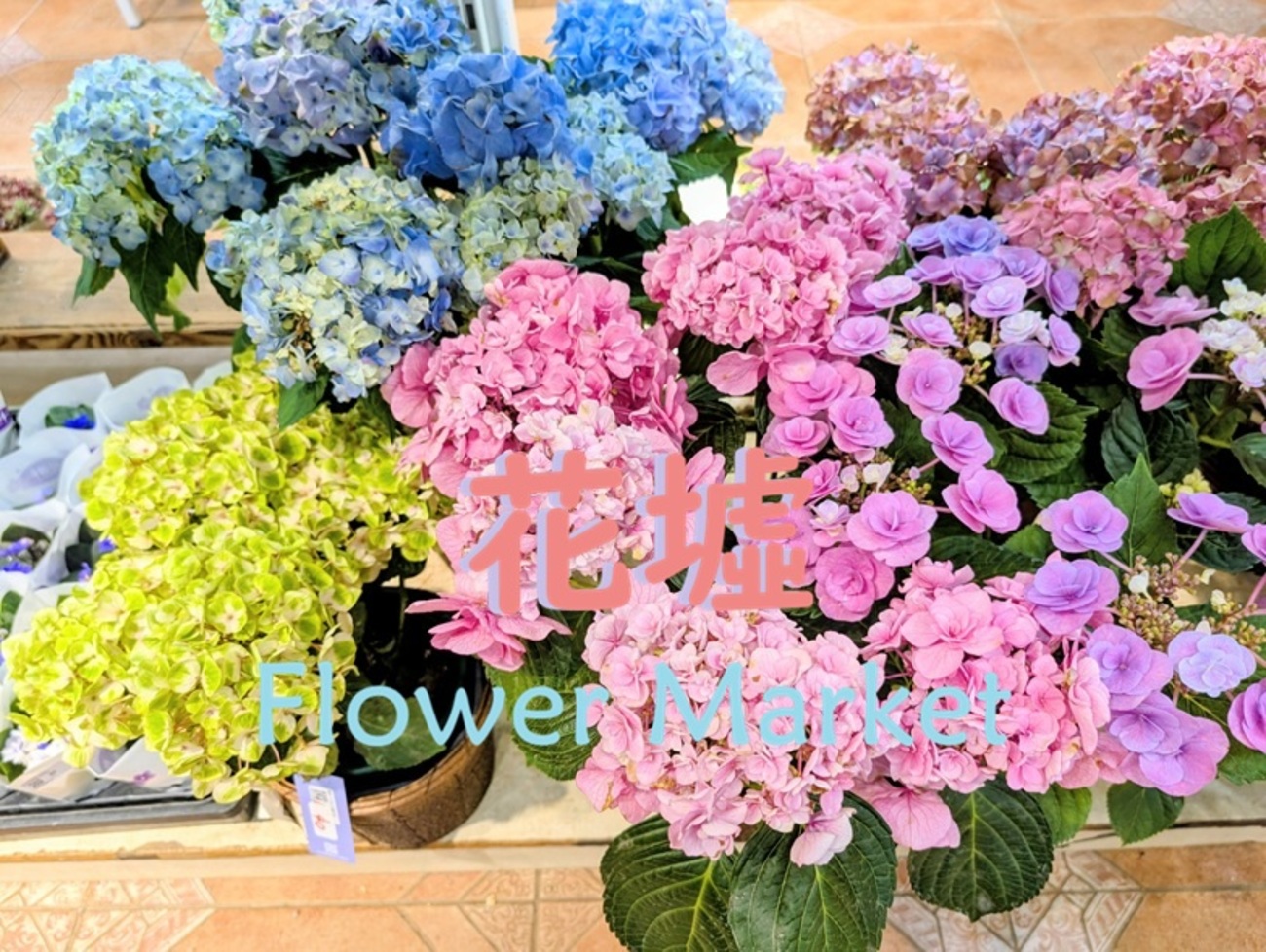 香港｜旺角花墟 Mong Kok Flower Market ～植木鉢を買いにフラワー